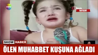 Ölen muhabbet kuşuna ağladı