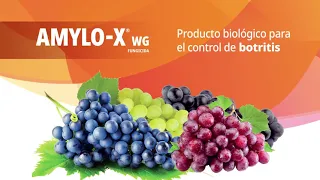 Amylox, Telexamid, BiozymeTF - Uva de mesa