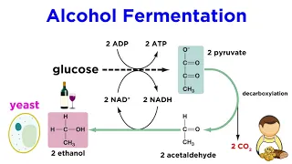 Anaerobic Respiration and Fermentation