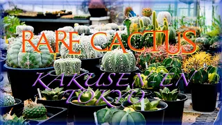 Amazing RARE CACTUS Collections in Tokyo - Varieties from a Japanese CACTUS COLLECTOR Nursery