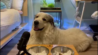 ASMR with Forest the Great Pyrenees