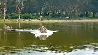 Angry hippo chases after boat in Kenya | Wild Animal Encounters