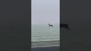 Winter Wonderland: Herd of Deer Appear From Freezing Fog in Dublin's Phoenix Park