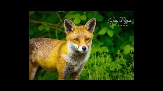 THE SOUTH DURHAM HUNT CAUGHT ILLEGALLY HUNTING