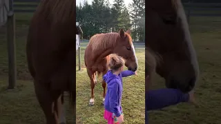 HORSE LICKS LITTLE GIRL 🤣