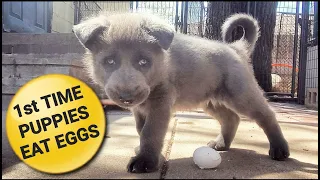 1st Time Puppies Eat Eggs! - Cute Puppy Video!!