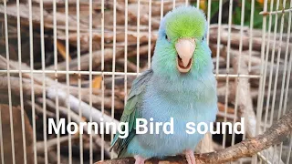 morning bird sound 1 hour My bird talks very loudly - forpus parrot bird