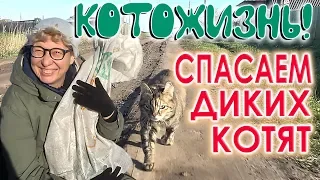 СПАСАЕМ ДИКИХ КОТЯТ 🍁 КОТОЖИЗНЬ! 1-2 ОКТЯБРЯ 2019