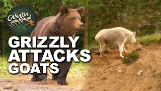 Giant Grizzly Bear Attacks Goats Caught on Camera UNBELIEVABLE!!! | Canada in the Rough