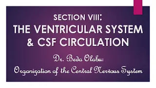 THE VENTRICULAR SYSTEM AND CEREBROSPINAL FLUID CIRCULATION