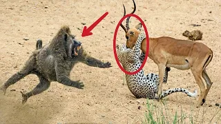 Incredible ! Hero Baboon Saves Impala From Cheetah in Kruger National Park | Baboon vs Cheetah