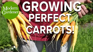 How to Grow the Perfect Carrots