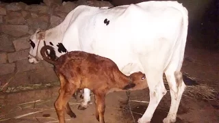 Milking of HF cow [Holstein Friesian] by hand in Telangana ,India