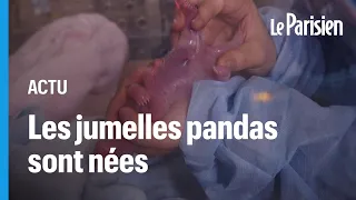 Des jumelles pandas sont nées au zoo de Beauval