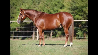 Ruf Lil Magnum - 3 year old gelding