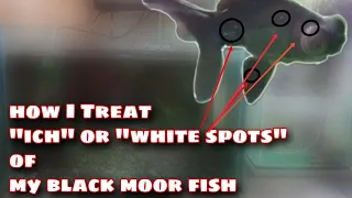 HOW TO TREAT "ICH" OR "WHITE SPOTS" OF MY BLACK MOOR FISH