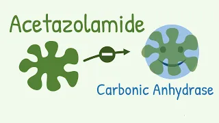 Mechanism of Action of Acetazolamide - a Carbonic Anhydrase Inhibitor