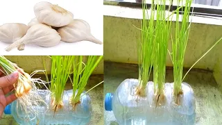 Breeding method to grow garlic quickly to harvest। Awsome Method for grow garlic in plastic bottles।
