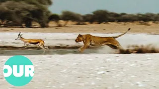 Pride of Lions Pounce On Springbok At Water Hole | Our World