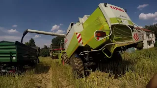 ☆Mokre żniwwa rzepakowe 2021! ☆ 2x New Holland & Claas Lexion  ㋡ Mafia Małopolska