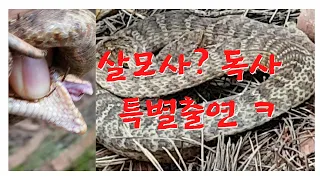 살모사? 독사 한 마리... 뱀이 도망을 안감. (venomous snake)