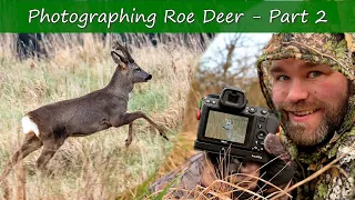Photographing Roe Deer Part 2 | Early Morning on the Marshes| Nikon Z7 & 500mm f/5.6E PF VR