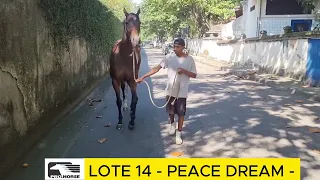 LOTE 14 - PEACE DREAM