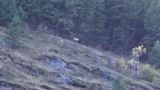 First Time Elk Hunting - Stuck N the Rut 63
