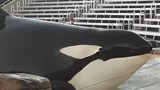 Orca Encounter|(Behaviors Only)|2/1/2020|Happy Birthday Keet!|SWSD {Most viewed}