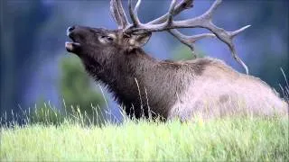 Elk Bugling in Fall.