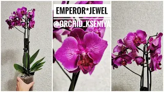 Phal. Emperor Jewel peloric (бабочка Жемчужина Императора, пелорик мутант орхидея фаленопсис)