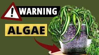 Say Goodbye to Algae in your Leca Plants