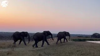 Sunset Swims with the Elephants & Strolls with Sebakwe!