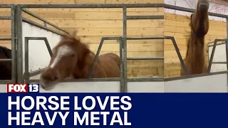 Head banging horse loves heavy metal music | FOX 13 Seattle