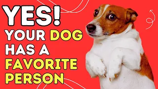 Yes! Your Dog has a Favorite Person