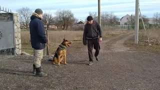 Как научить собаку охранять хозяина? Продолжение видео , Малыш,команда Охраняй, (7-12 занятие).