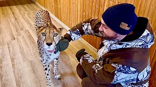 Gerda is scared of Sasha's big jacket. An affectionate and curious cheetah follows us on our heels