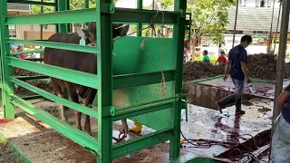 Penyembelihan Sapi Kurban, Idul Adha, 31 Juli 2020