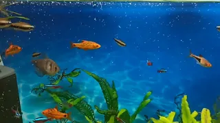 Мой 100 л аквариум  под музыку/Кормление рыбок/My 100L aquarium with music/Feeding the fish/