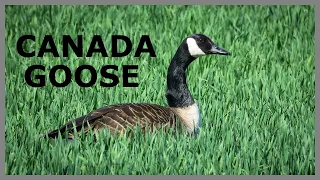 Canada goose sounds in large space somewhere in Canada. Wild goose call in flight.