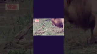 Crocodile VS Lion _ Most Incredible Crocodiles Attacks _ Croc VS Pig, Bats, #Shorts #Short