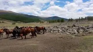 catching horses the Mongolian way