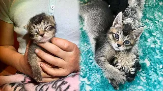 Mother Dog Raises Abandoned Kitten As One Of Her Puppies