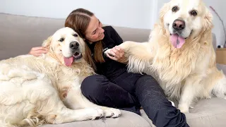 Golden Retrievers love Mom´s Attention