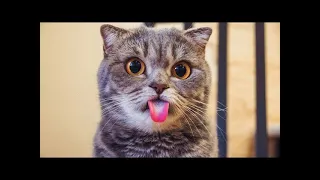 Приколы с котами / Funny cats compilation подборка лучших роликов за  декабрь 2019 года