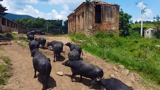 O SÍTIO COMEÇOU COM 5 BÚFALASE HOJE TEM UMA LINDA CRIAÇÃO