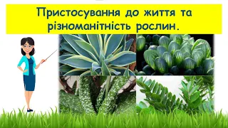 Пристосування до життя та різноманітність рослин // Пізнаємо природу 5 клас