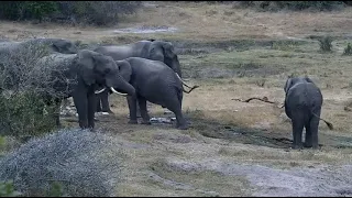 #Слоны#Природа#Африка#Водопой