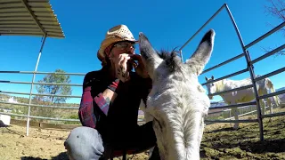 Hazel the Donkey Best Of Clips with Christopher Ameruoso