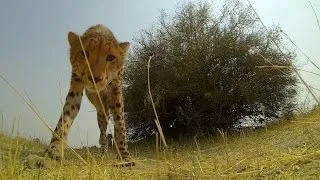 GoPro: Cheetah Licks My GoPro